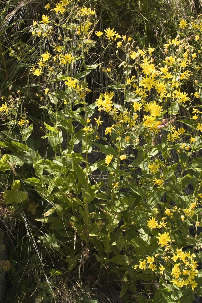 Hieracium prenanthoides / Sparviere a foglie di Prenanthes